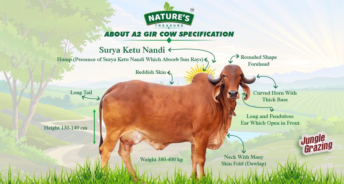 A2 Gir Cow