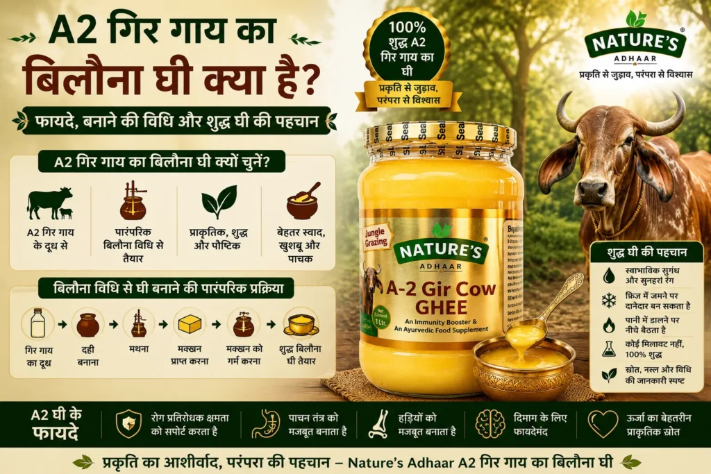 A2 गिर गाय का बिलौना घी क्या है? फायदे, बनाने की विधि और शुद्ध घी की पहचान
